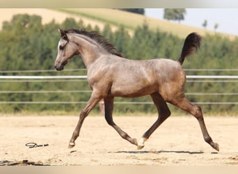 Arabian horses, Mare, 1 year, Grey