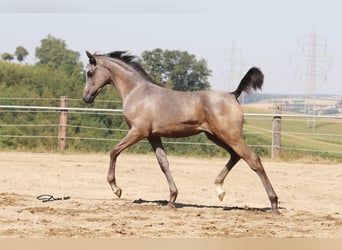 Arabian horses, Mare, 1 year, Grey