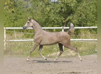 Arabian horses, Mare, 1 year, Grey