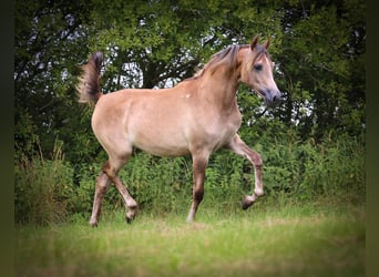 Arabian horses, Mare, 1 year, Grey