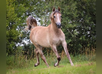 Arabian horses, Mare, 1 year, Grey