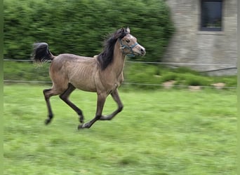 Arabian horses, Mare, 1 year, Roan-Bay