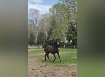 Arabian horses, Mare, 1 year, Smoky-Black