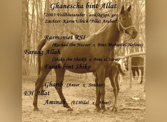 Arabian horses, Mare, 20 years, 14.3 hh, Bay-Dark