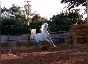Arabian horses, Mare, 20 years, Grey-Fleabitten