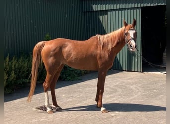 Arabian horses, Mare, 21 years, 14.2 hh, Chestnut-Red