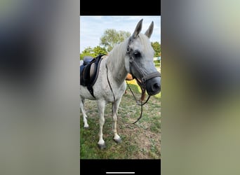 Arabian horses, Mare, 23 years, 14,1 hh, Gray-Fleabitten