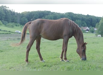 Arabian horses, Mare, 25 years, 14.2 hh, Chestnut-Red