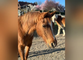 Arabian horses, Mare, 25 years, 14.2 hh, Chestnut-Red
