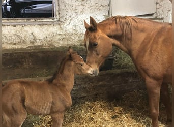 Arabian horses, Mare, 25 years, 14.2 hh, Chestnut-Red