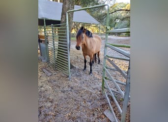 Arabian horses, Mare, 26 years, 15 hh, Bay