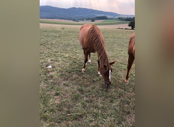 Arabian horses, Mare, 29 years, 15,2 hh, Chestnut-Red