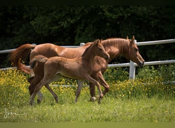 Arabian horses, Mare, 2 years, 12,3 hh, Brown