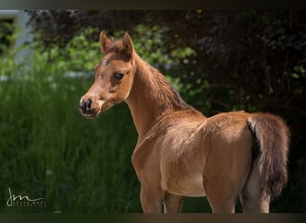 Arabian horses, Mare, 2 years, 12,3 hh, Brown