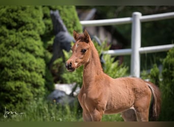 Arabian horses, Mare, 2 years, 12,3 hh, Brown