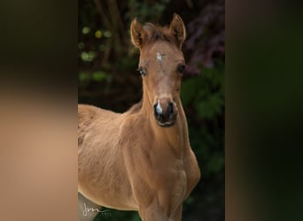 Arabian horses, Mare, 2 years, 12,3 hh, Brown