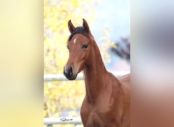 Arabian horses, Mare, 2 years, 13,3 hh, Brown