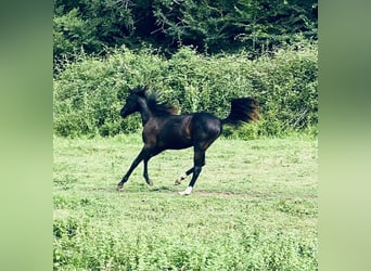 Arabian horses, Mare, 2 years, 14,1 hh, Black