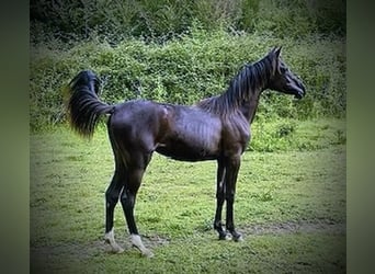 Arabian horses, Mare, 2 years, 14,1 hh, Black