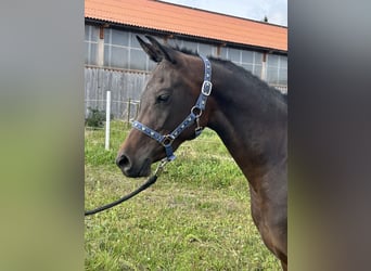 Arabian horses, Mare, 2 years, 14,2 hh, Bay-Dark