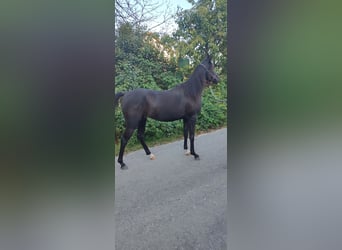 Arabian horses, Mare, 2 years, 14,2 hh, Black