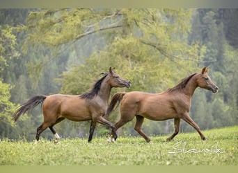 Arabian horses, Mare, 2 years, 14,2 hh, Brown