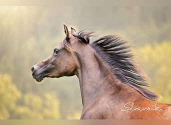 Arabian horses, Mare, 2 years, 14,2 hh, Brown