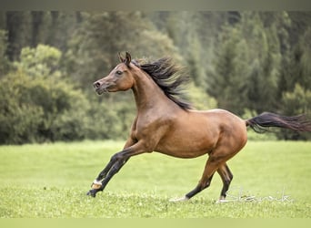 Arabian horses, Mare, 2 years, 14,2 hh, Brown