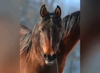 Arabian horses, Mare, 2 years, 14,2 hh, Brown