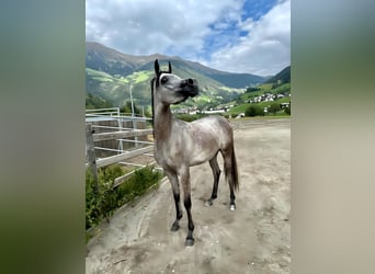 Arabian horses, Mare, 2 years, 14,2 hh, Gray