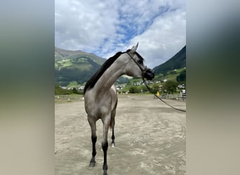 Arabian horses, Mare, 2 years, 14,2 hh, Gray