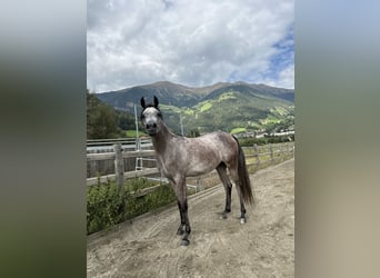 Arabian horses, Mare, 2 years, 14,2 hh, Gray