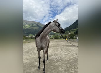 Arabian horses, Mare, 2 years, 14,2 hh, Gray