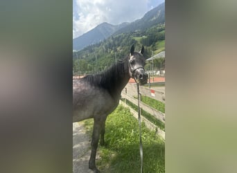 Arabian horses, Mare, 2 years, 14,2 hh, Gray