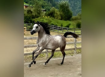 Arabian horses, Mare, 2 years, 14,2 hh, Gray