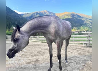 Arabian horses, Mare, 2 years, 14,2 hh, Gray