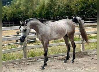 Arabian horses, Mare, 2 years, 14,2 hh, Gray