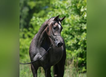 Arabian horses, Mare, 2 years, 14.2 hh, Grey