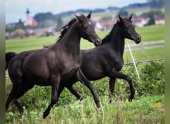 Arabian horses, Mare, 2 years, 14.3 hh, Black