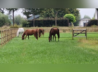 Arabian horses, Mare, 2 years, 14.3 hh, Brown