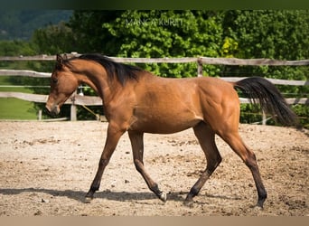 Arabian horses, Mare, 2 years, 14.3 hh, Brown