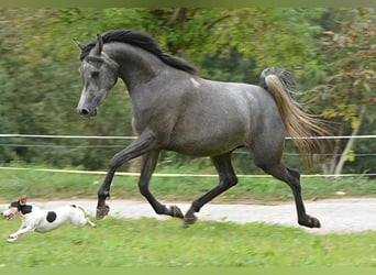 Arabian horses, Mare, 2 years, 14.3 hh, Gray