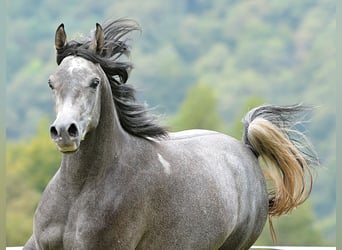 Arabian horses, Mare, 2 years, 14.3 hh, Gray
