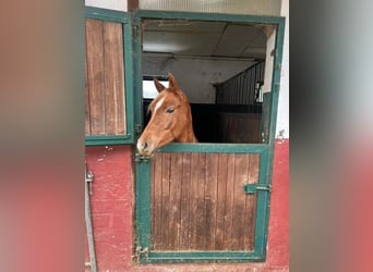 Arabian horses, Mare, 2 years, 14 hh, Chestnut-Red