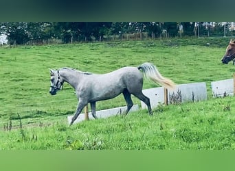 Arabian horses, Mare, 2 years, 14 hh, Gray