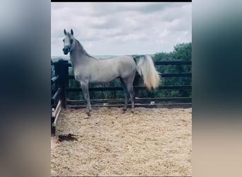 Arabian horses, Mare, 2 years, 14 hh, Gray