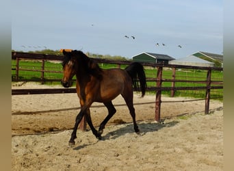 Arabian horses, Mare, 2 years, 15.1 hh, Bay-Dark