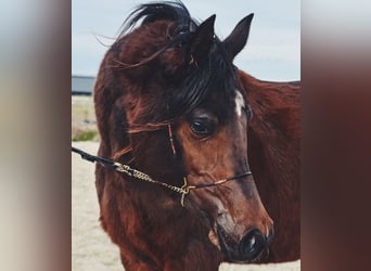 Arabian horses, Mare, 2 years, 15.1 hh, Bay-Dark