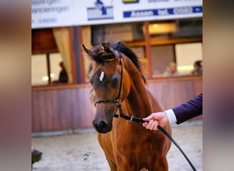 Arabian horses, Mare, 2 years, 15.1 hh, Bay-Dark