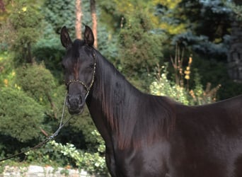 Arabian horses, Mare, 2 years, 15.1 hh, Black
